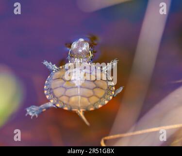 Tartaruga dipinta dal bambino che nuota in acqua con acqua giglio sfondo primo piano vista aerea nel suo ambiente paludoso e habitat circostante. Foto Stock