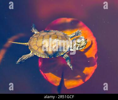 Tartaruga dipinta dal bambino che nuota in acqua con acqua giglio sfondo primo piano vista aerea nel suo ambiente paludoso e habitat circostante. Foto Stock