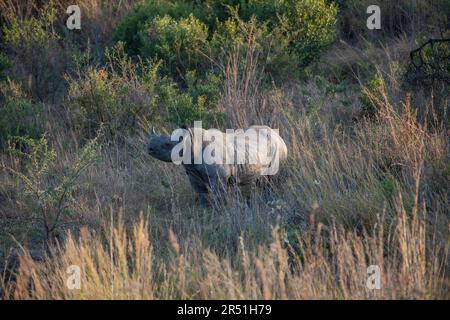 Rinoceronte nero nella riserva naturale di Nambiti, Sudafrica Foto Stock
