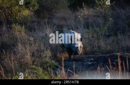 Rinoceronte nero nella riserva naturale di Nambiti, Sudafrica Foto Stock