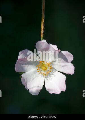 Un fiore della Rosa selvaggia, anche conosciuto come la Rosa del cane, (Rosa canina) Foto Stock