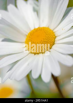 Una Daisy solitaria di Oxeye, (Leucanthemum vulgare), fotografata contro una massa di altri fiori di Oxeye `Daisy Foto Stock