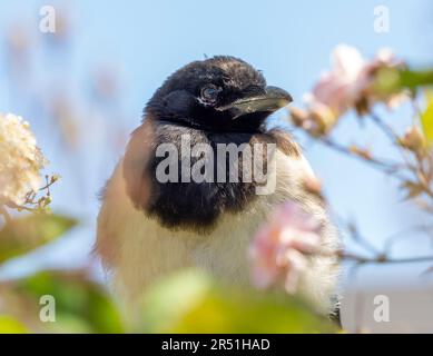 Magpie, (Pica pica), arroccato su una recinzione circondata da fiori di Rosa Rampling Foto Stock