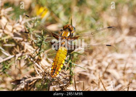 Chaser di corpo largo, Libellula deprea riposa su un cespuglio di gola nel Sussex, Regno Unito Foto Stock