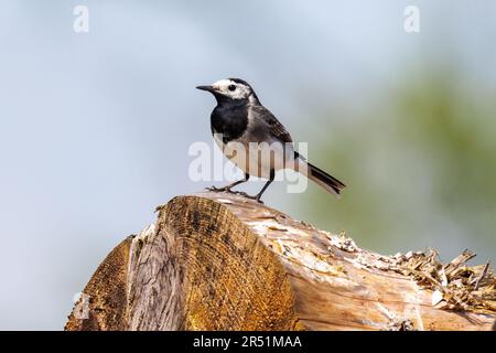 Pied wagtail, Motacilla alba, Sussex, Regno Unito Foto Stock