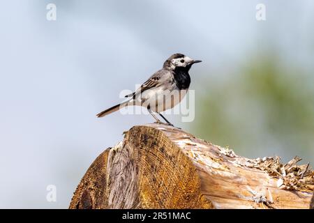 Pied wagtail, Motacilla alba, Sussex, Regno Unito Foto Stock