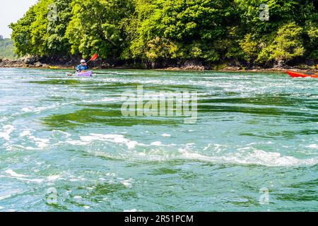 Kayak sullo stretto di Menai, Galles, Regno Unito Foto Stock