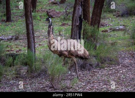 Emus, Flinders Range, Australia Foto Stock