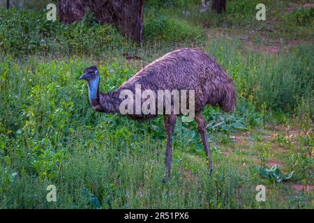 Emus, Flinders Range, Australia Foto Stock