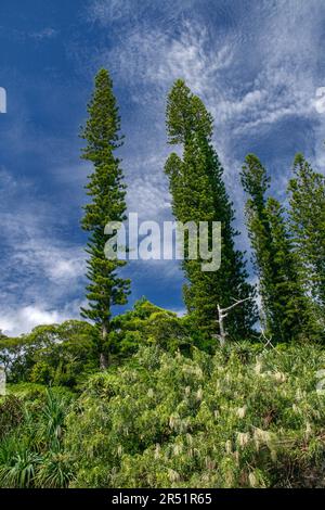 Pins colonnaires sur l'ile des Pins, Nouvelle Caledonie Foto Stock