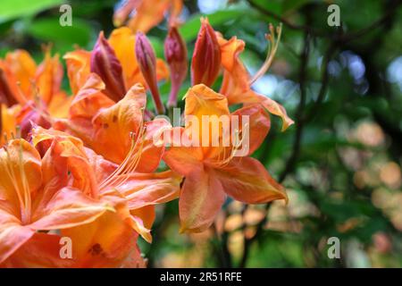 Arancio fiamma Azalea in fiore. Foto Stock