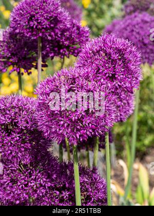 I fiori a forma di palla viola dell'Allium "Purple Sensation" Foto Stock