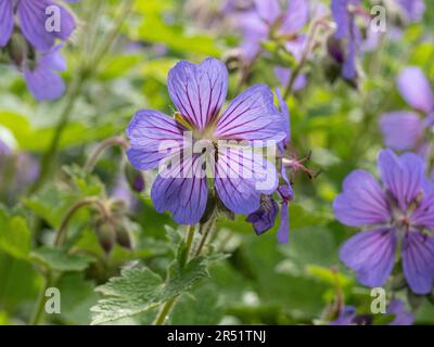 I delicati fiori viola pallido di geranio platipetalum retroilluminati dal sole basso Foto Stock
