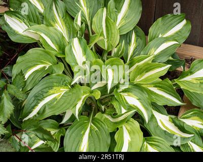 Una pianta ben coltivata di Hosta undulata var. undulata cresce in una scatola di legno patio Foto Stock