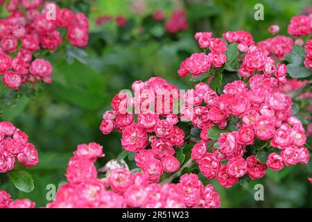 Biancospino inglese 'PaulÕs Scarlet' in fiore. Foto Stock