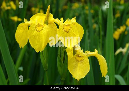 Bandiera gialla iride è in fiore. Foto Stock
