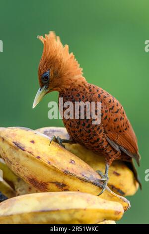 Picchio di castagno (Celeus castaneus, femmina) di Boca Tapada, Costa Rica. Foto Stock