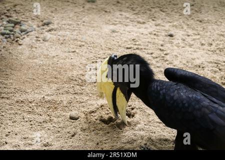 Un Hornbill a terra Foto Stock