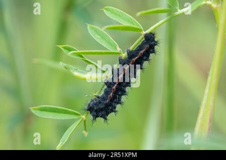 Larva di Saturnia pavoniella (piccolo imperatore) falce nell'Appennino dell'Italia centrale, in Europa Foto Stock