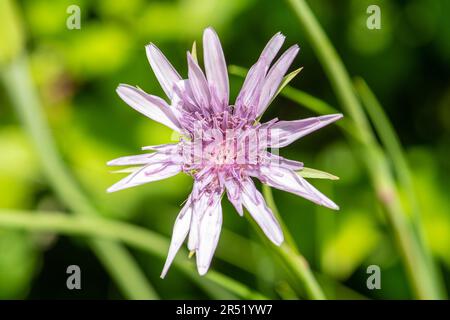 Fiore rosa porpora di Tragopogon porrifolius (salsifio comune o porpora, jack andare a letto a mezzogiorno) fiore selvatico che cresce selvaggio in Umbria, Italia, Europa Foto Stock