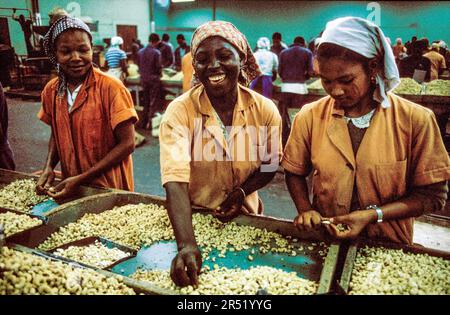 Mozambico, regione di Xai-Xai; dipendenti che lavorano in una fabbrica di noci di anacardi. Le casse sono un prodotto di esportazione. Foto Stock