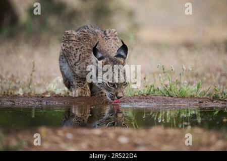 Lince iberica con pelliccia macchiata acqua potabile da pozza mentre si trova su un terreno sabbioso nella natura selvaggia il giorno d'estate Foto Stock