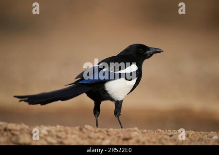 Vista laterale dell'uccello Pica pica selvatico con corpo bianco e nero con piumaggio blu sulle ali su erba secca in campagna in habitat naturale Foto Stock