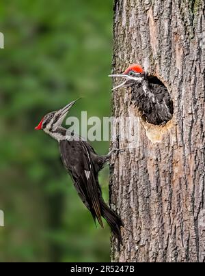 Picchio Pileated femmina (Dryocopus pileatus) al nido d'albero con i suoi pulcini. Foto Stock