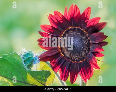 Girasole rosso - girasole (Tithonia rotundifolia) e germogli ancora fiorire in un campo in una fattoria di campagna del New Jersey. Foto Stock