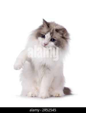 Grazioso gatto ragdoll bicolore, seduto con una zampa in aria pronto a scaldare qualcosa guardando lontano dalla macchina fotografica con gli occhi blu scuro. Isolato su un bianco Foto Stock