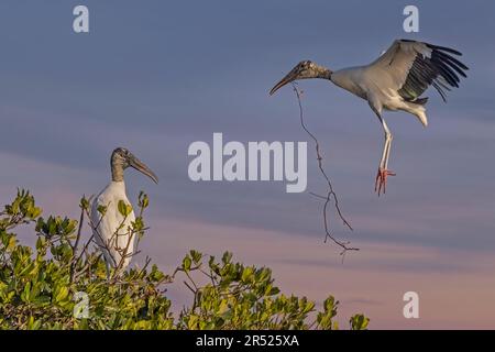 La cicogna di legno ritorna al Nest - Vista ravvicinata di una cicogna di legno con materiale di nidificazione che ritorna al nido. Questa immagine è disponibile anche in nero e bianco Foto Stock