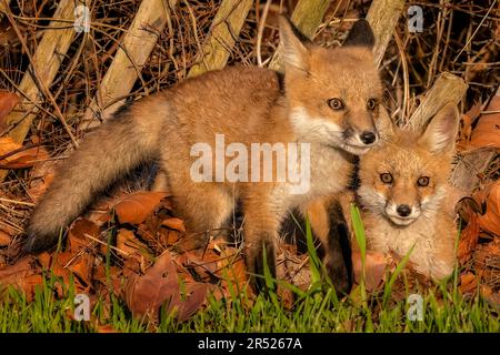 Fox Kit Sibilings - Coppia di Fox Cubs godere della calda luce del sole dopo l'uscita dalla tana. Foto Stock
