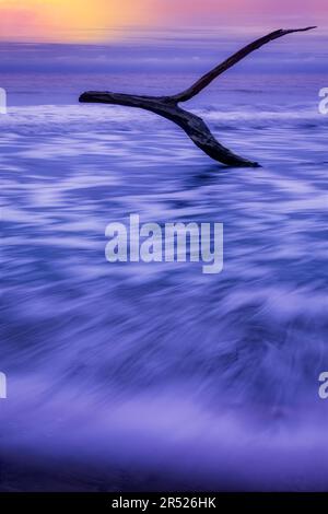 Edisto Island - scena tranquilla a Driftwood Beach vicino Botany Bay Heritage Plantation nel basso paese di Charleston, South Carolina. Questa deriva paticolare Foto Stock