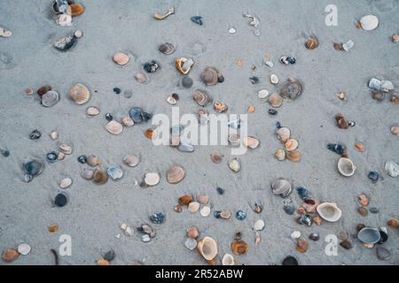 Assortimento casuale di conchiglie nella sabbia, a Vilano Beach Florida Foto Stock