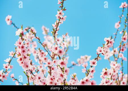 Sfondo naturale con mela in fiore. o pesca contro il cielo blu brillante, primavera Foto Stock