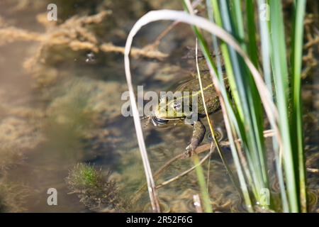 Una rana verde vibrante immersa nelle acque del fiume Verdon, situata nella parte meridionale della Francia, catturata in un primo piano Foto Stock