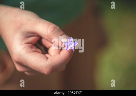 Macro primo piano di una mano che tiene un bel rosa viola fortunato cinque petali Syringa lilla ramo di fiore Foto Stock