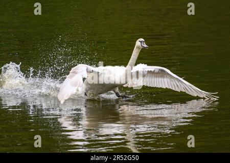 Cigno bianco con ali sroccate che corrono sull'acqua Foto Stock