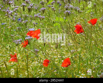 Papavero pettegolezzo (phacelia) e camomilla fioritura in campo, papavero pettegolezzo fioritura con camomilla e phacelia Foto Stock