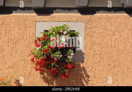 Pendii, begonie fiorito sul muro della casa Foto Stock