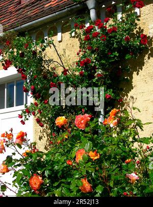 Rose rampicanti sulla porta d'ingresso, rose arbustive, cancello in ferro battuto, centro di Neulingen-Bauschlott, Enzkreis, Pforzheim, Baden-Wuerttemberg, Germania Foto Stock