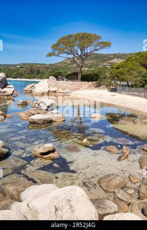 Spiaggia e pini, Plage de Palombaggia, Porto Vecchio, Corse-du-Sud, Corsica, Francia Foto Stock