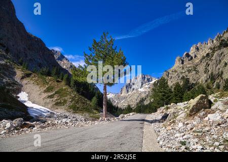 Valle di Restonica nei pressi di Corte, Corsica, Francia Foto Stock