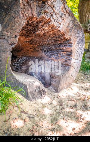 Porcupina del vecchio mondo (Hystricidae) sdraiata e addormentata in un tronco di albero scavato, Eisenberg, Turingia, Germania Foto Stock