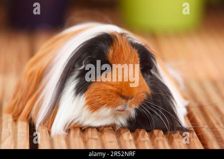 Sheltie Guinea Pig, Tortoiseshell con bianco, peruviano animale di seta Foto Stock