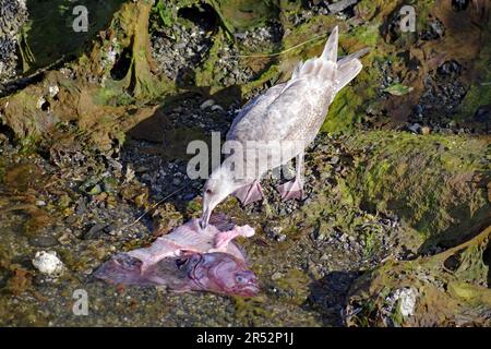 Il gabbiano mangia i resti del pesce, Ucuelet, costa, Pacifico, Columbia Britannica, Canada Foto Stock