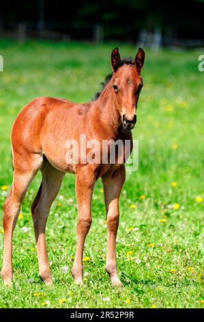 American Quarter Horse, Foal Foto Stock