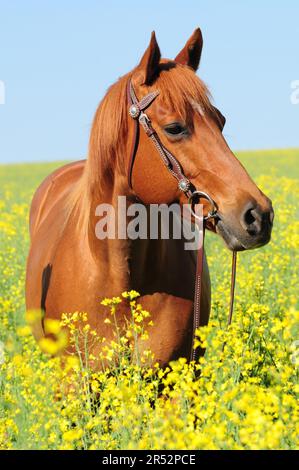 American Quarter Horse, Mare/Sorrell Foto Stock