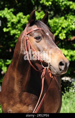Pony tedesco equitazione, vecchio cavallo, 25 anni, bridle Foto Stock