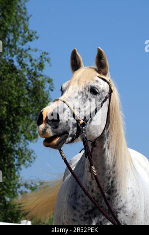 American Quarter Horse, mare, grigio, cavallo vecchio, 27 anni, briglia senza bit Foto Stock